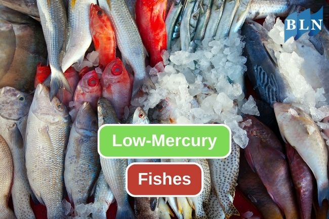 Exploring Low-Mercury Fish Choices